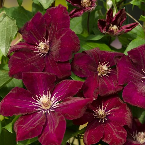 Clematis Rouge Cardinal