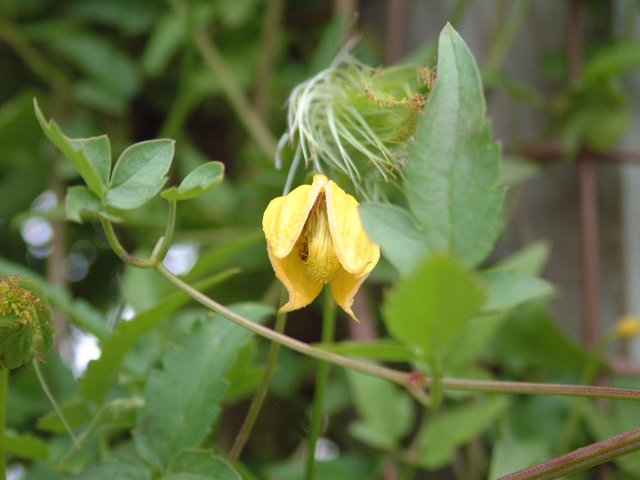 Clematis Tangutica