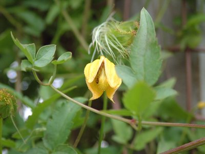 Clematis Tangutica