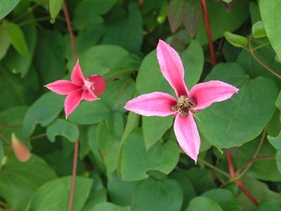 Clematis texanensis Princess of Wales