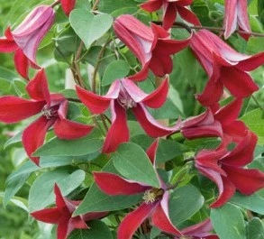 Clematis texensis ‘Gravetye Beauty’