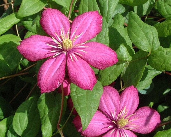 Clematis Ville de Lyon