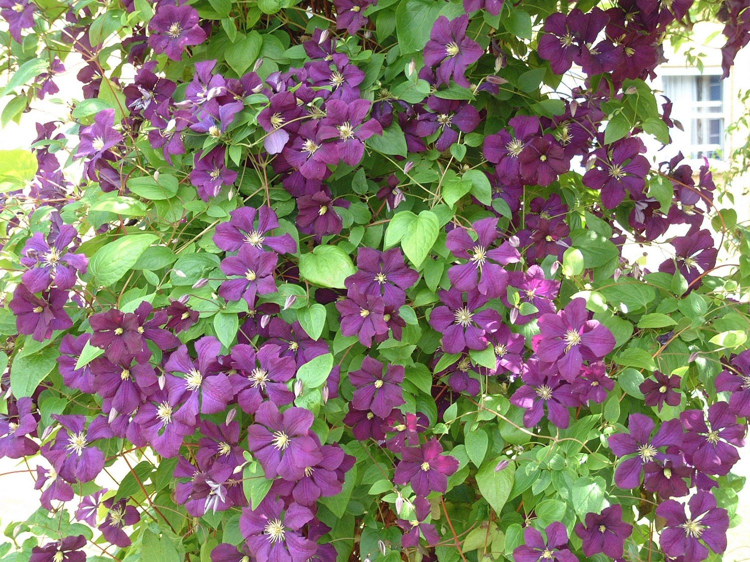Clematis viticella Etoile Violette - Groves Nurseries & Garden Centre