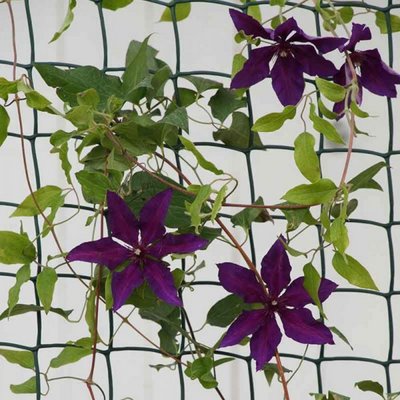 Climbing Plant Support Green 50mmx1x5m