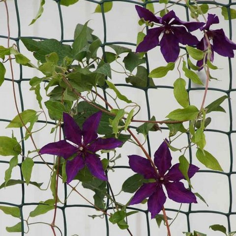Climbing Plant Support  Green 50mmx5x0.5m