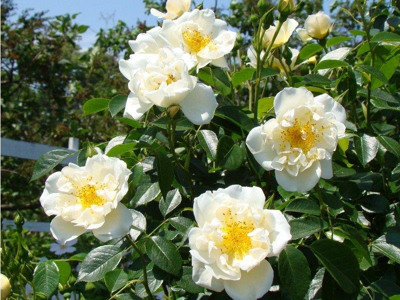 City Of York Rambling Rose