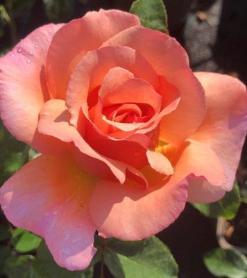 Compassion Climbing Rose