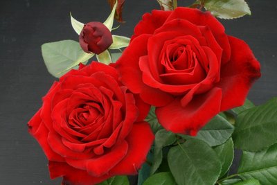 Crimson Cascade Climbing Rose