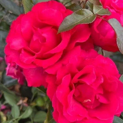 Climbing Rose Dizzy Heights