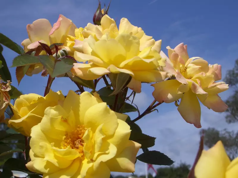 Climbing Rose Laura Ford AGM