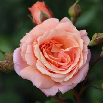 Climbing Rose Peach Melba (Rose of the Year 2023)