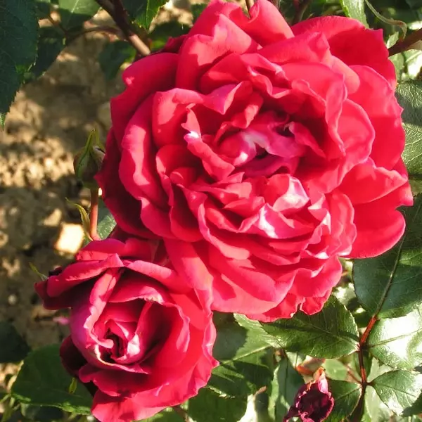 Red New Dawn climbing rose