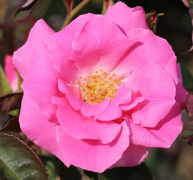 Zéphirine Drouhin Climbing Rose