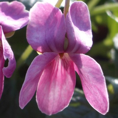 Clive Farrell Odorata Violet