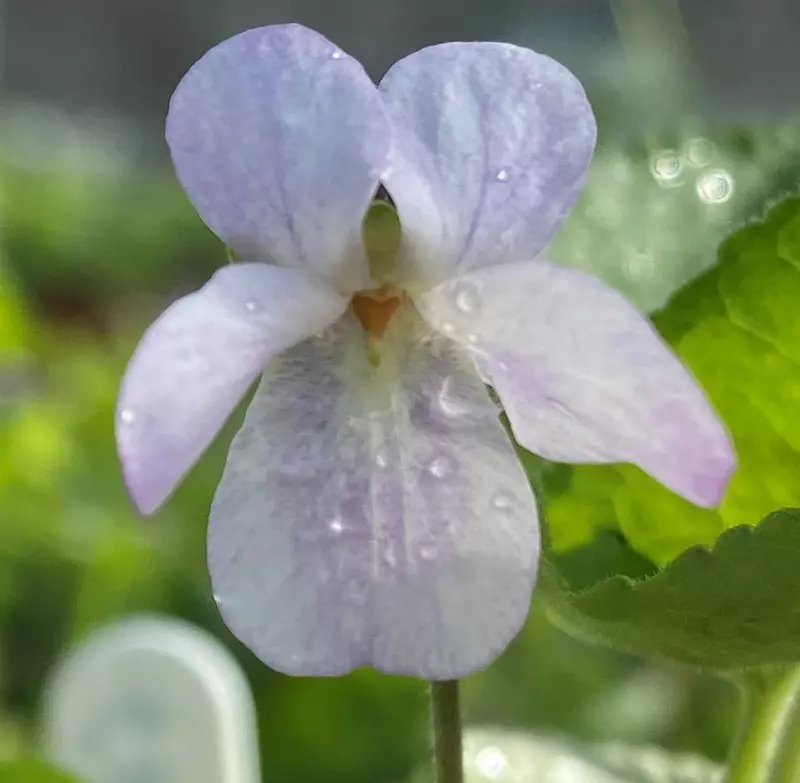 Coconut Ice odorata Violet