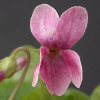 Coeur D'Alsace odorata Violet