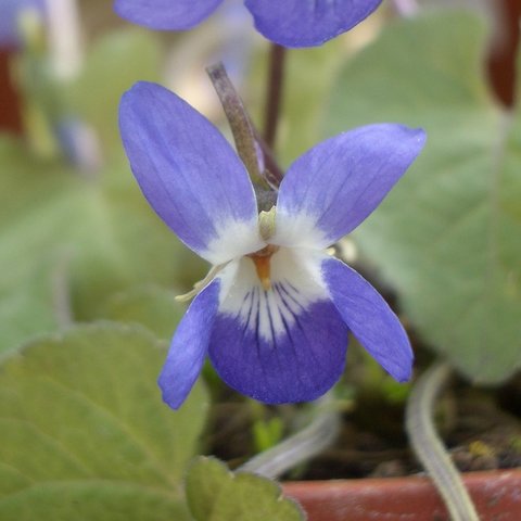 Colombine Odorata Violet