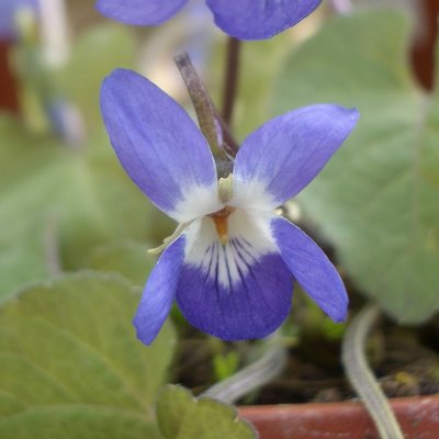 Colombine Odorata Violet