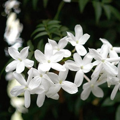 Common jasmine