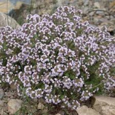 Common Thyme Herb 12cm