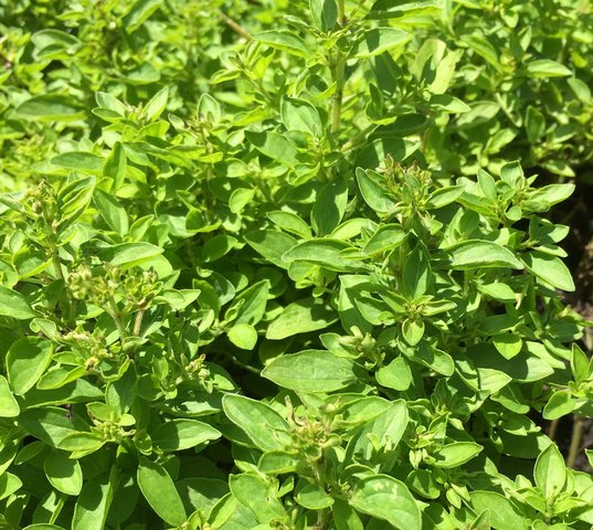 Compact Marjoram Herb 12cm