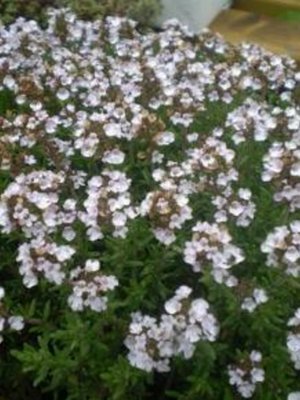 Compact Thyme Herb 12cm
