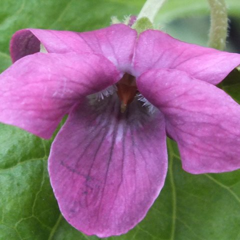 Copper Penny Odorata Violet