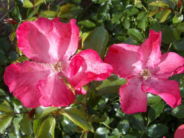 Coral Flower Carpet AGM Ground Cover Rose