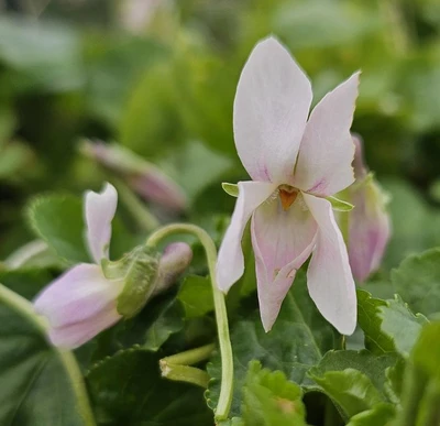 Cordelia odorata Violet