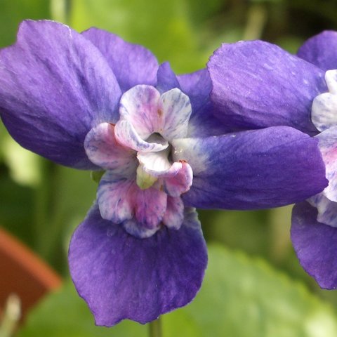 Countess of Shaftesbury Odorata Violet