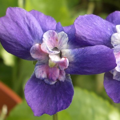 Countess of Shaftesbury Odorata Violet