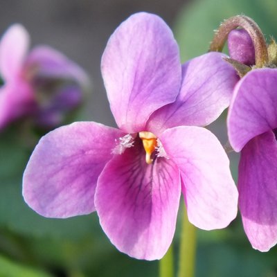 Covent Garden Odorata Violet