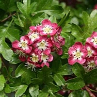 Crataegus laevigata × media Crimson Cloud AGM