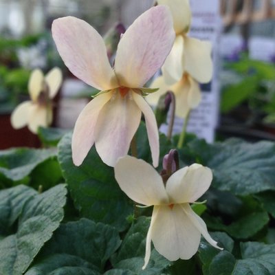 Viola sulphurea 'Crepuscule' Violet