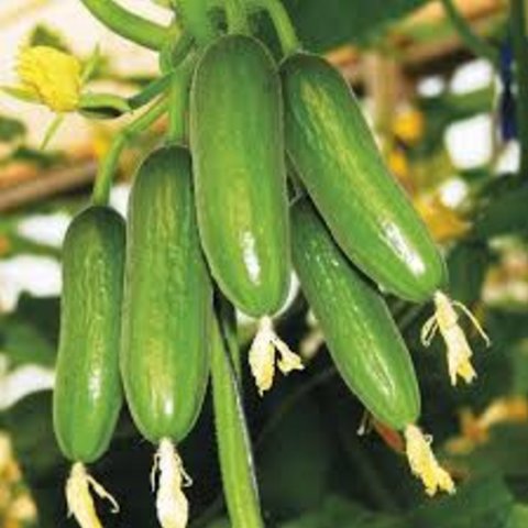 Cucumber Mini Munch