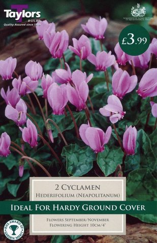 Cyclamen Hederifolium