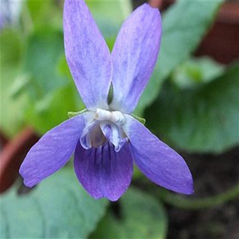 Cyclops odorata Violet