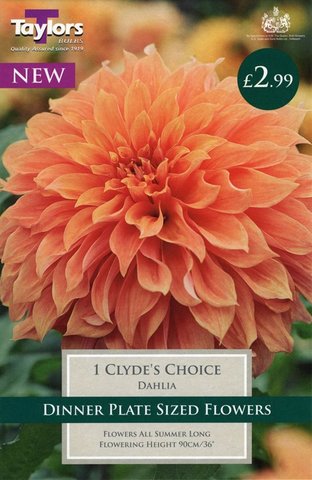 Dahlia Clydes Choice