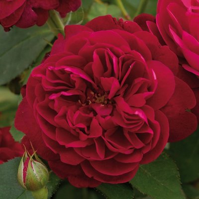 Darcey Bussell (Ausdecorum) - David Austin English Rose
