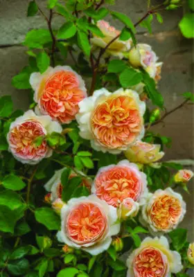 David Austin English Climbing Rose Bathsheba