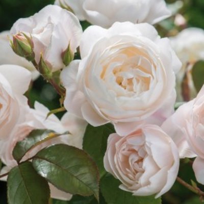 Desdemona (Auskindling) - David Austin English Rose