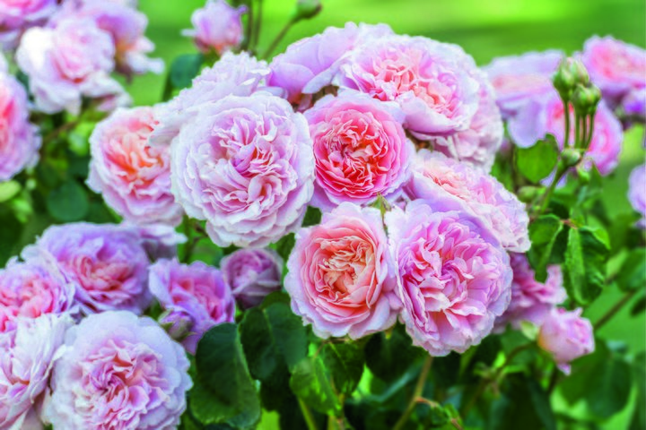 Eustacia Vye (Ausegdon) David Austin English Rose