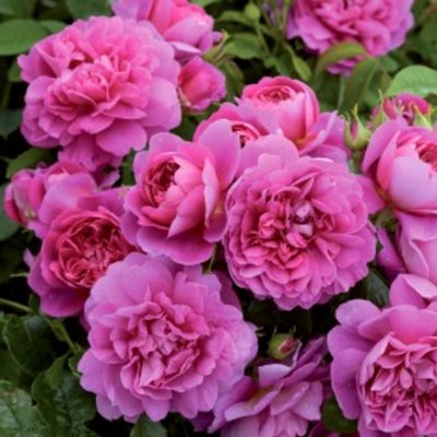 Princess Anne AGM (Auskitchen)- David Austin English Rose