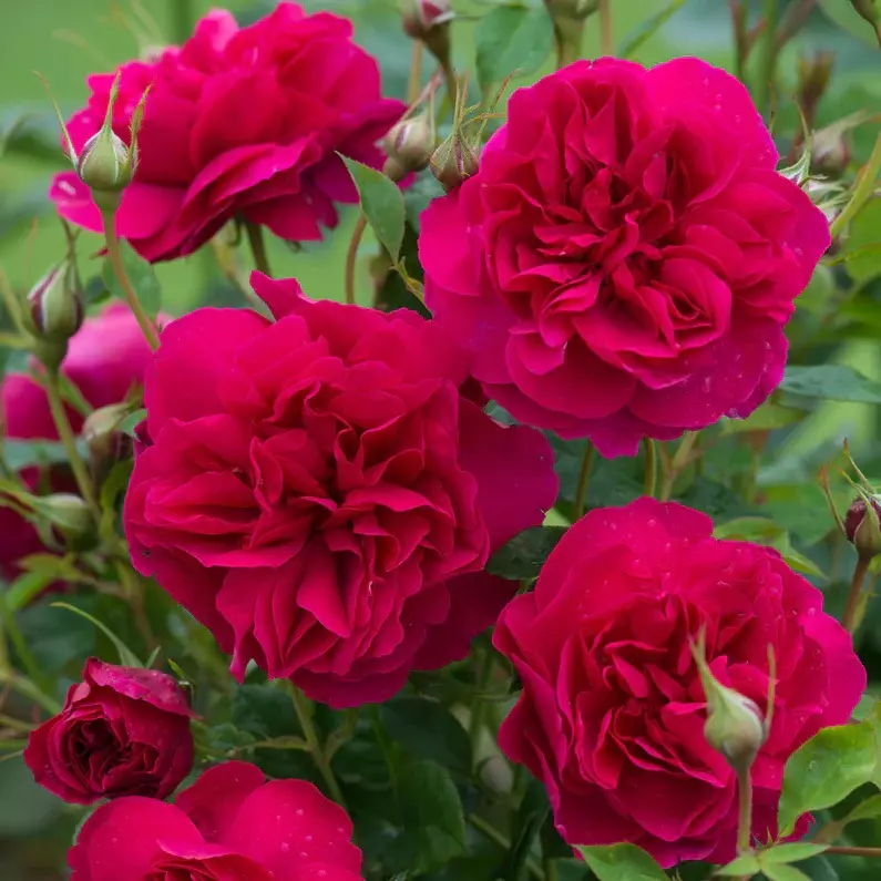 David Austin English Rose Thomas À Becket (Auswinston)