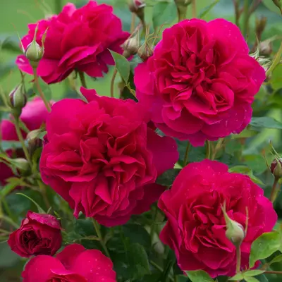 David Austin English Rose Thomas À Becket (Auswinston)