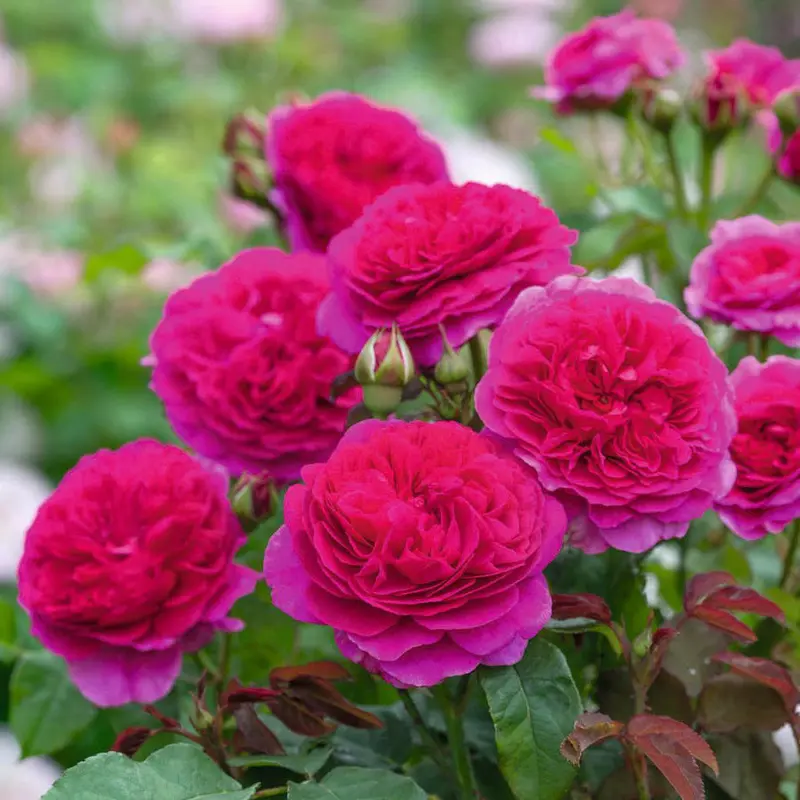 David Austin English Shrub Rose Gabriel Oak (Auscrowd)