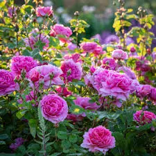David Austin English Shrub Rose Princess Alexandra of Kent