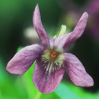 Dawnie Odorata Violet