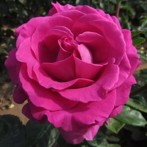 Delbard Rose Chartreuse De Parme