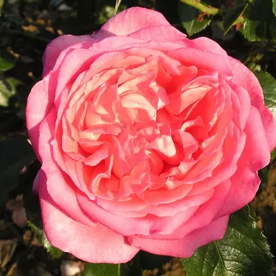 Delbard Rose La Rose De Molinard